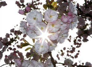 sakura